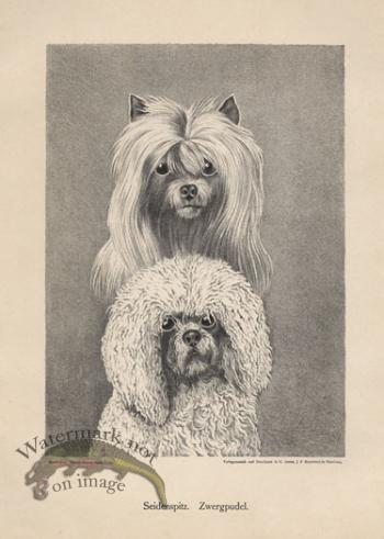 1890s Dogs 05